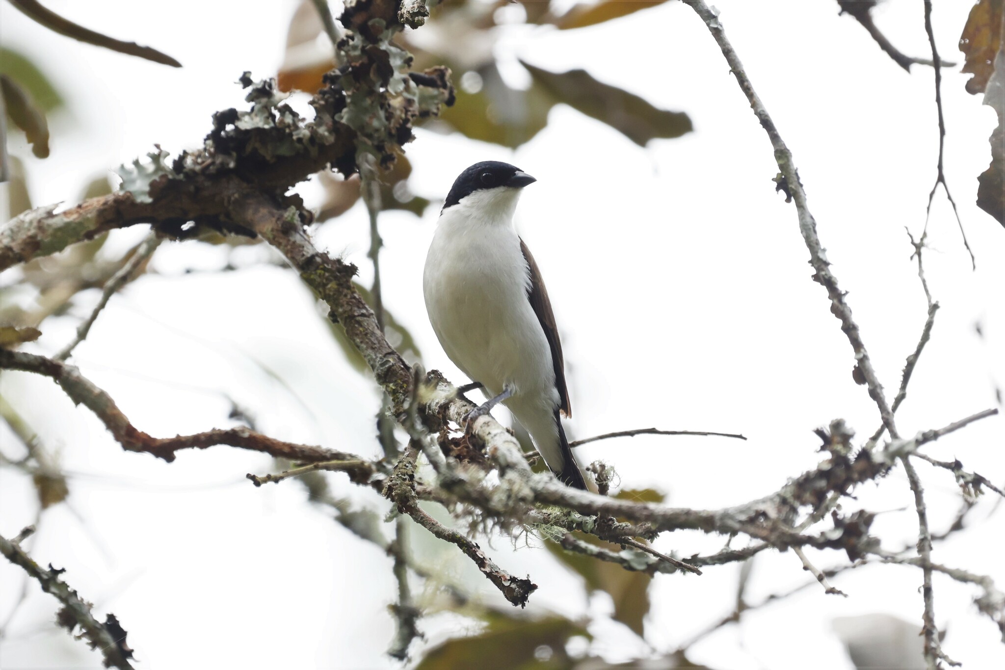 White-breasted Nigrita (Nigrita fusconotus), photo 5