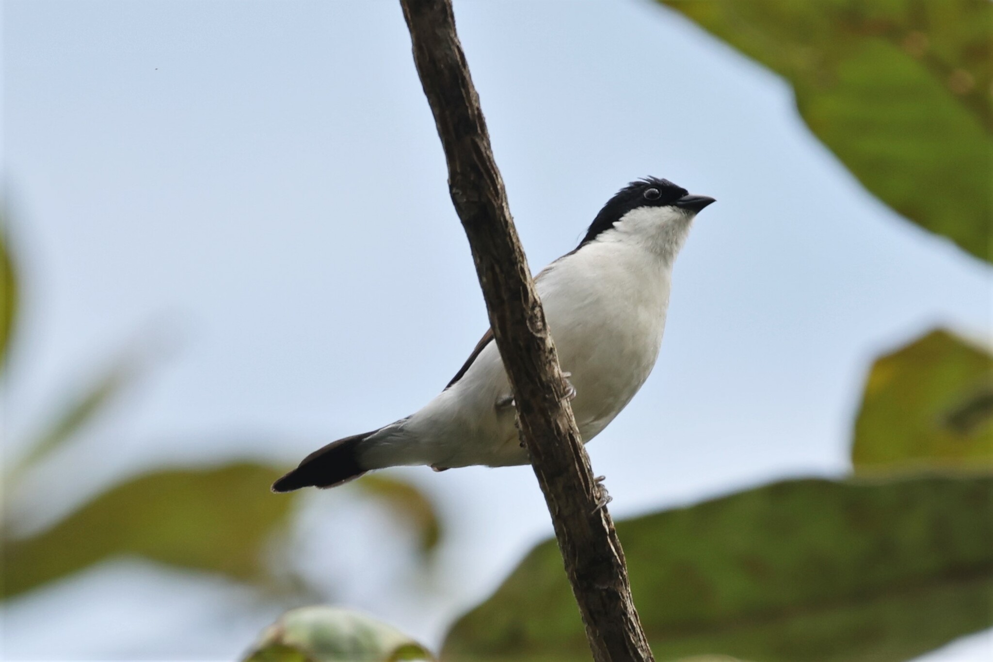 White-breasted Nigrita (Nigrita fusconotus), photo 4