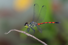 Agrionoptera insignis