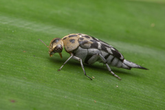 Glipa malaccana