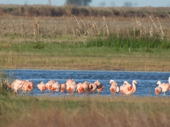 Phoenicopterus chilensis