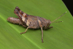 Apalacris varicornis