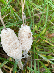 Didymium mucilago