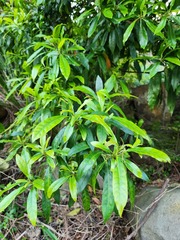 Elaeocarpus decipiens