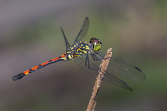 Agrionoptera insignis
