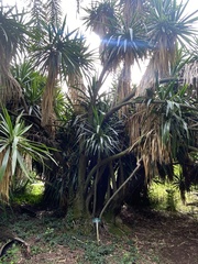 Yucca aloifolia