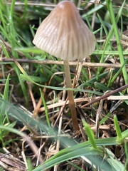 Mycena aetites