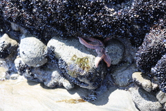 Stichaster australis
