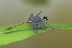 Agrionoptera insignis