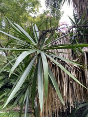 Yucca aloifolia