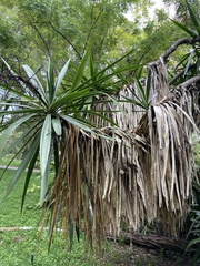 Yucca aloifolia