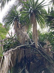 Yucca aloifolia