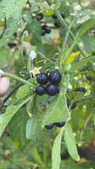 Solanum nigrum