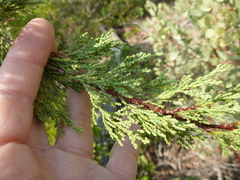 Cupressus sargentii