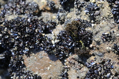 Psilophycus alveatus