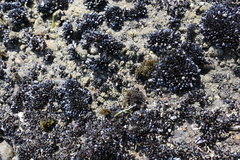 Psilophycus alveatus