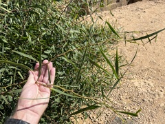 Acacia salicina