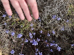 Muscari parviflorum