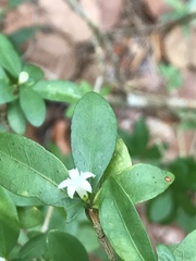 Eumachia