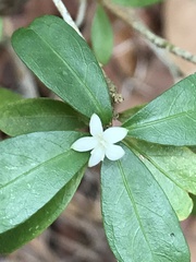 Eumachia