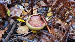 Xerocomellus zelleri