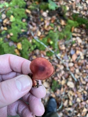 Cortinarius sanguineus