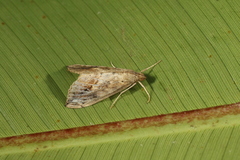 Evergestis rimosalis