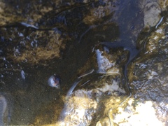 Melarhaphe neritoides