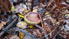 Xerocomellus zelleri