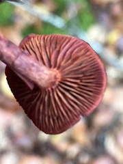Cortinarius sanguineus