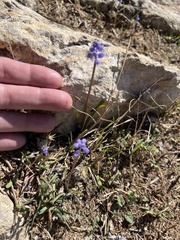 Muscari parviflorum