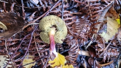 Xerocomellus zelleri