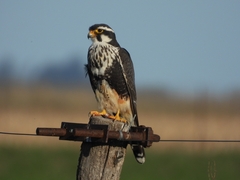 Falco femoralis