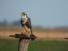 Falco femoralis