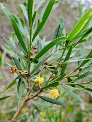 Acacia rostriformis