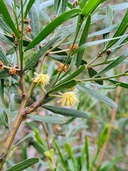 Acacia rostriformis