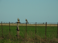 Falco femoralis
