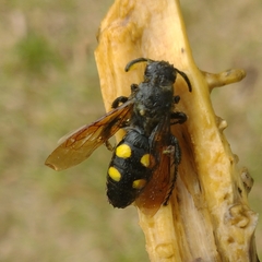 Campsomeris bistrimacula