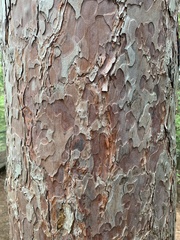 Pinus resinosa