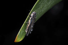 Agrilus raphelisi
