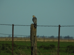 Falco femoralis