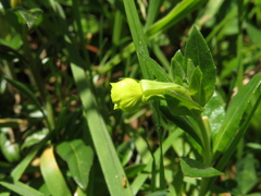 Oenothera multicaulis