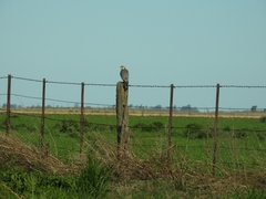 Falco femoralis