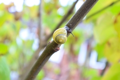Cepaea hortensis