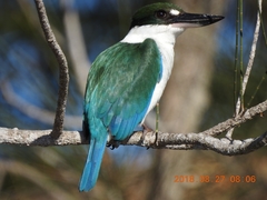 Todiramphus sordidus