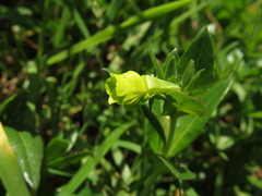 Oenothera multicaulis