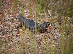 Egernia kingii