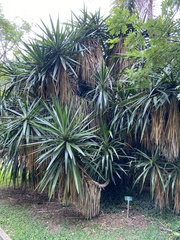 Yucca treculiana