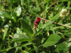 Oenothera multicaulis