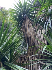 Yucca treculiana